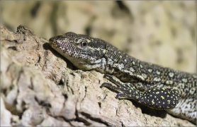 <p>VARAN TIMORSKÝ (Varanus timorensis) motýlí dům Jonsdorf, Německo</p>